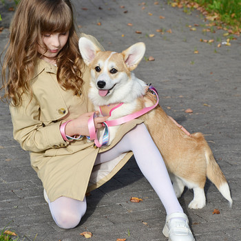 Welsh Corgi Pembroke