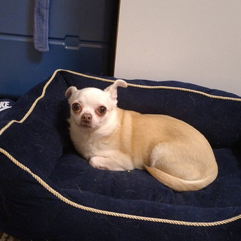 Chihuahua