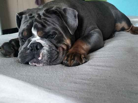 Inglise buldog