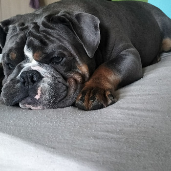 Inglise buldog
