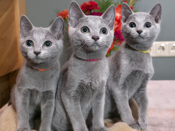 Котята русской голубой породы