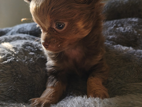 Chihuahua tüdruk, 2 kuud