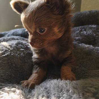 Chihuahua tüdruk, 2 kuud
