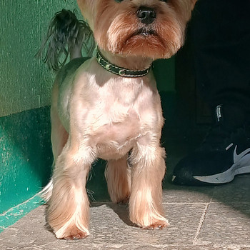 Müün kutsika