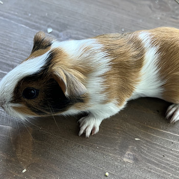 Isane merisiga