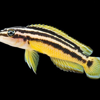Yulidochromis