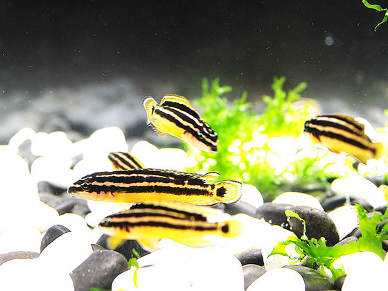 Julidochromis