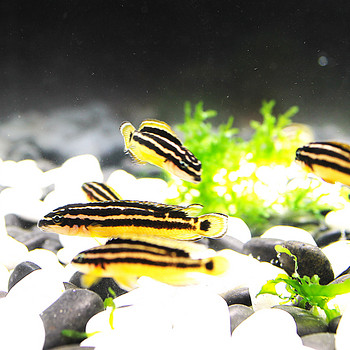 Yulidochromis