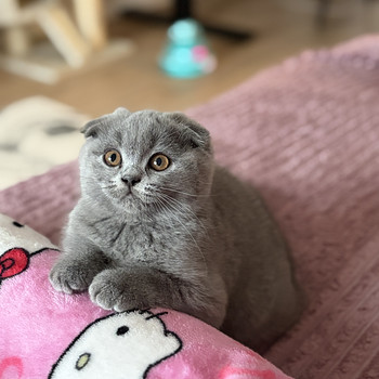 Котёнок-мальчик Scottish Fold