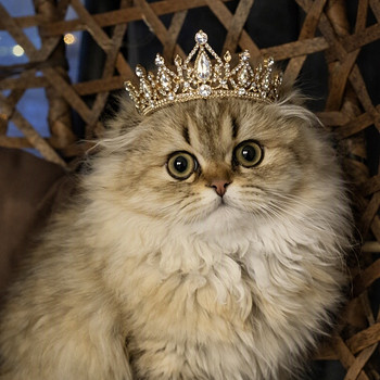 Шотландская кошечка