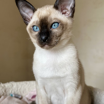 Tonkinese tõugu isane kassipoeg