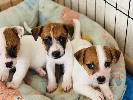 Jack Russelli terjer