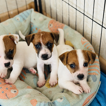 Jack Russelli terjer