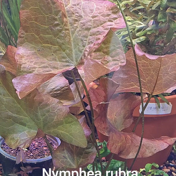 Nymphea