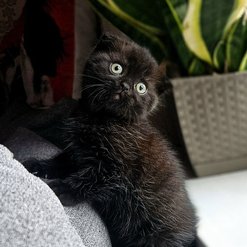 Scottish Fold kassipoeg