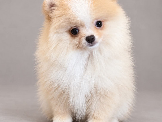 Pomerian uros