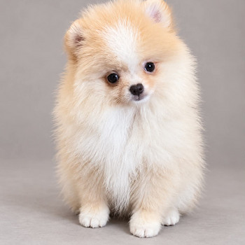 Pomerian uros