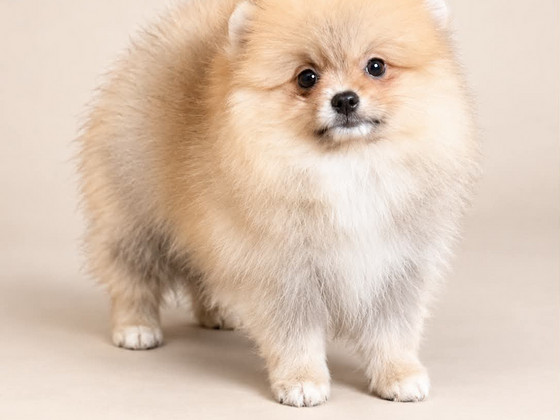 Pomerian naaras