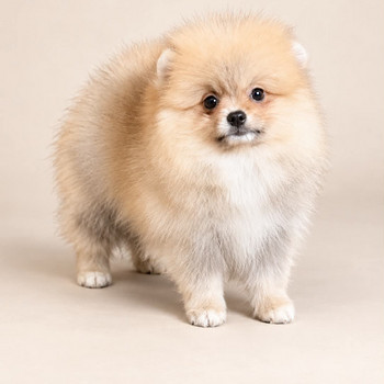 Pomerian naaras