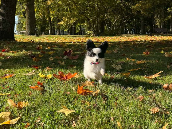 Papillon kutsikad