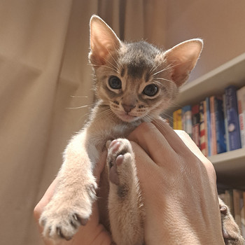 Абиссинские котята