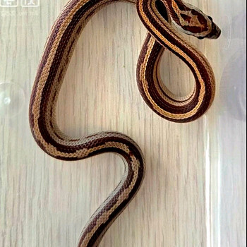 Маисовый полоз