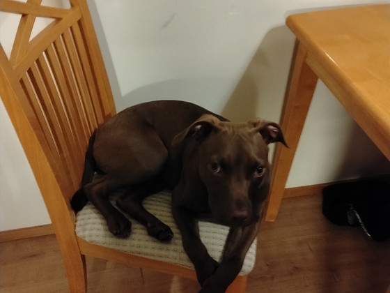 Amerikan Pitbull
