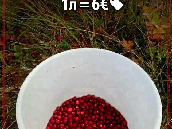 Värsked jõhvikad/свежая клюква