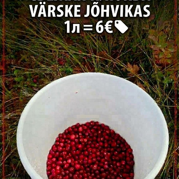 Värsked jõhvikad