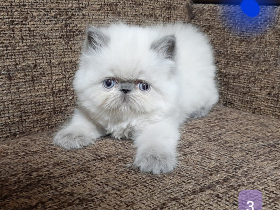 Персидские котята