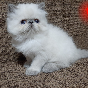 Персидские котята