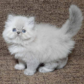 Персидские котята