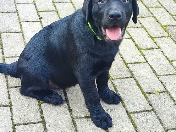 Labradori retriiveri kutsikas