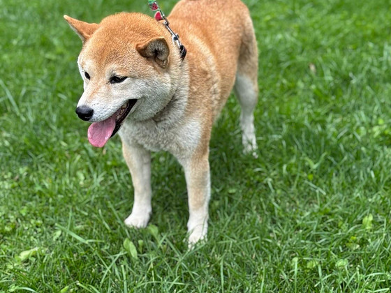 Shiba Inu