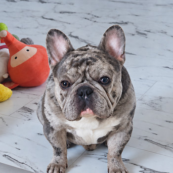 Prantsuse buldog, isane