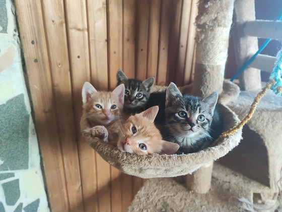 Продам котят