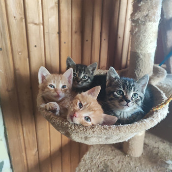 Продам котят