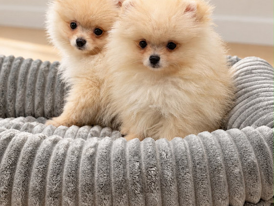 POMERANIAN
