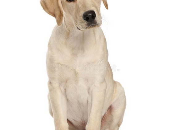Labrador