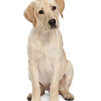 Labrador