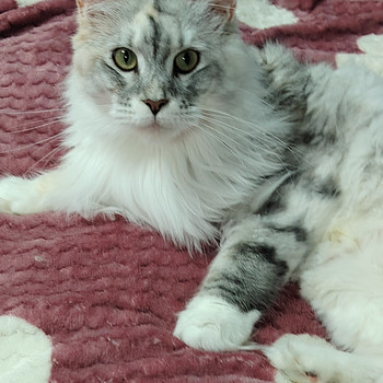 Mainecoon naaraskissa