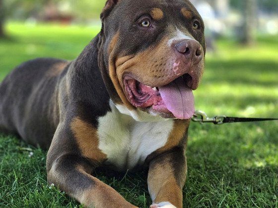 Americanbully xl