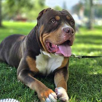 Americanbully xl