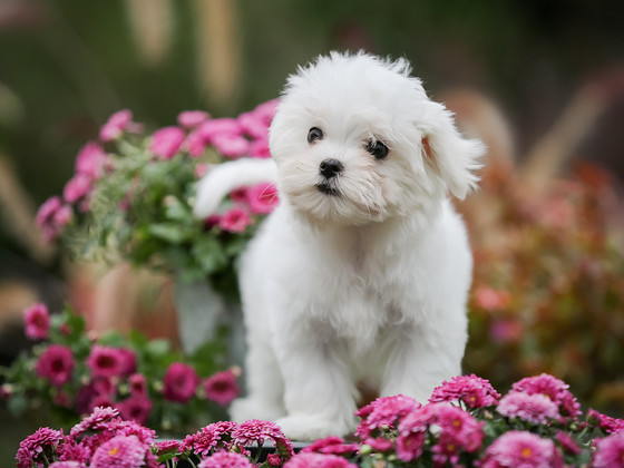 Maltese