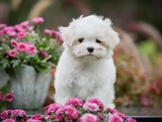 Maltese