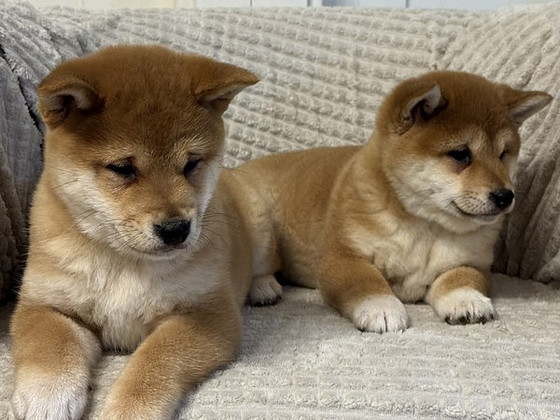 Shiba inu
