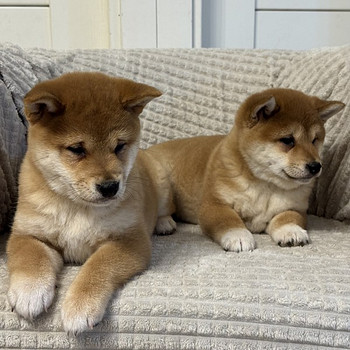 Shiba inu