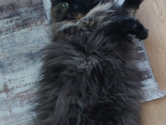 Кошка