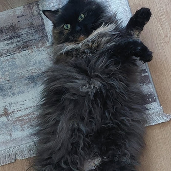 Кошка