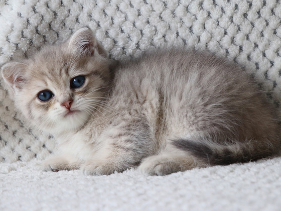 Британский котёнок
